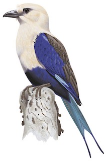 Blue-bellied Roller - eBird