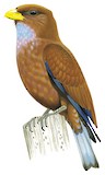 Blue-throated Roller Illustration