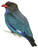 Oriental Dollarbird Illustration