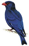 Azure Dollarbird Illustration