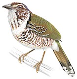 Short-legged Ground Roller Illustration