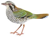 Scaly Ground Roller Illustration