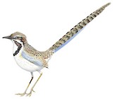 Long-tailed Ground Roller Illustration