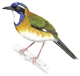 Pitta-like Ground Roller Illustration