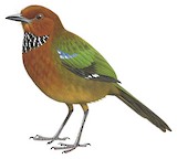 Rufous-headed Ground Roller Illustration