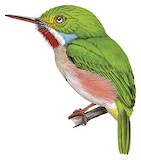 Cuban Tody Illustration