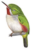 Narrow-billed Tody Illustration