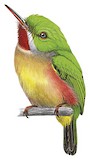 Broad-billed Tody Illustration