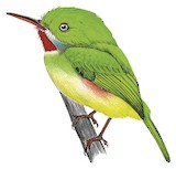 Jamaican Tody Illustration