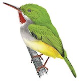 Puerto Rican Tody Illustration