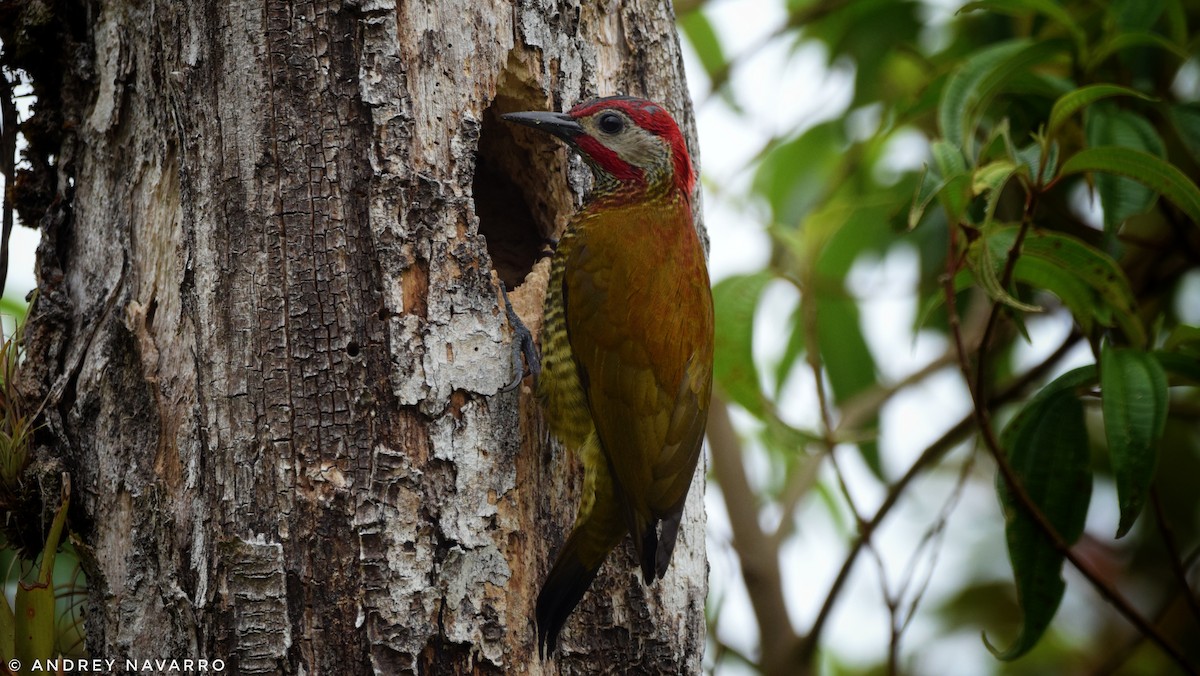 Golden-olive Woodpecker - Andrey Navarro Brenes