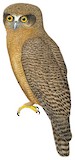 Rufous Owl Illustration