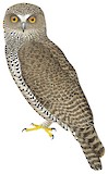 Powerful Owl Illustration