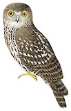 Barking Owl Illustration