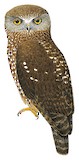 Morepork Illustration