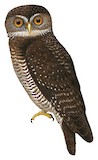 Guadalcanal Owl Illustration