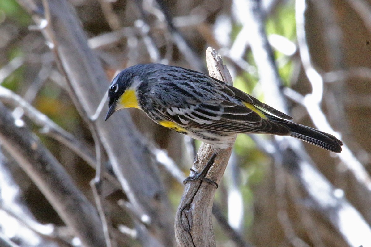 Yellow-rumped Warbler (Myrtle x Audubon's) - Richard Fray
