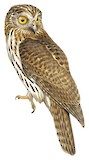 Papuan Hawk-Owl Illustration