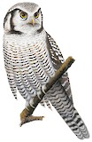 Northern Hawk-Owl Illustration