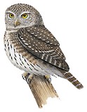 Eurasian Pygmy Owl Illustration