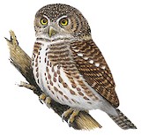 Collared Owlet Illustration