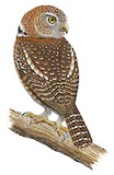 Pearl-spotted Owlet Illustration