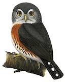 Red-chested Owlet Illustration