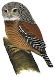 Sjöstedt's Barred Owlet Illustration