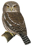 Asian Barred Owlet Illustration