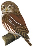 Javan Owlet Illustration