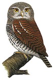 Chestnut-backed Owlet Illustration
