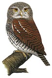 Chestnut-backed Owlet Illustration