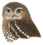 African Barred Owlet Illustration