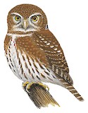 Baja Pygmy Owl Illustration