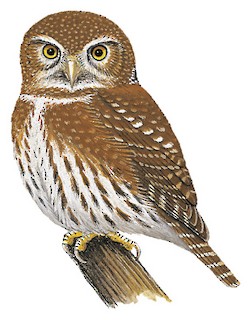 Northern Pygmy-Owl