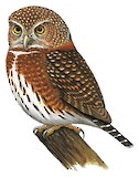 Costa Rican Pygmy Owl Illustration