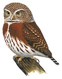 Cloud-forest Pygmy Owl Illustration