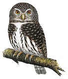 Andean Pygmy Owl Illustration