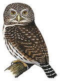 Yungas Pygmy Owl Illustration