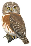 Colima Pygmy Owl Illustration