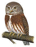 Tamaulipas Pygmy Owl Illustration