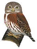 Central American Pygmy Owl Illustration