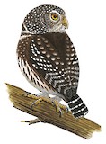 Subtropical Pygmy Owl Illustration