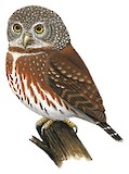 Amazonian Pygmy Owl Illustration