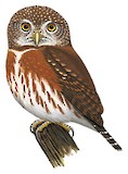 East Brazilian Pygmy Owl Illustration