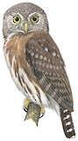 Pernambuco Pygmy Owl Illustration