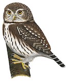 Ferruginous Pygmy Owl Illustration