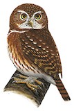 Pacific Pygmy Owl Illustration