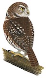 Austral Pygmy Owl Illustration