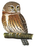 Cuban Pygmy Owl Illustration